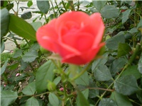1df3327f-Picture 434.jpg